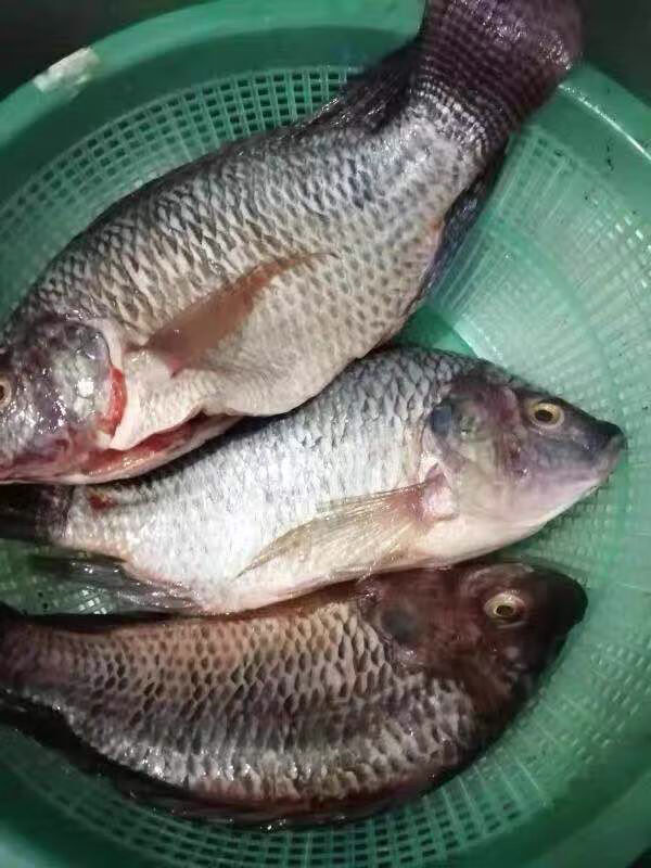 现货罗非鱼新鲜鲜鱼无刺罗非鱼活体现杀淡水海鲜水产共3条总重量2932