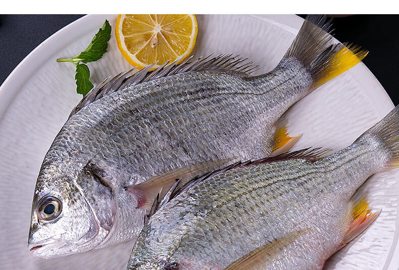 顺鑫贝 深海黄翅鱼 新鲜黄刺鱼 鲷鱼海鲜水产海鱼鲜活冷冻 3斤 (约5-8