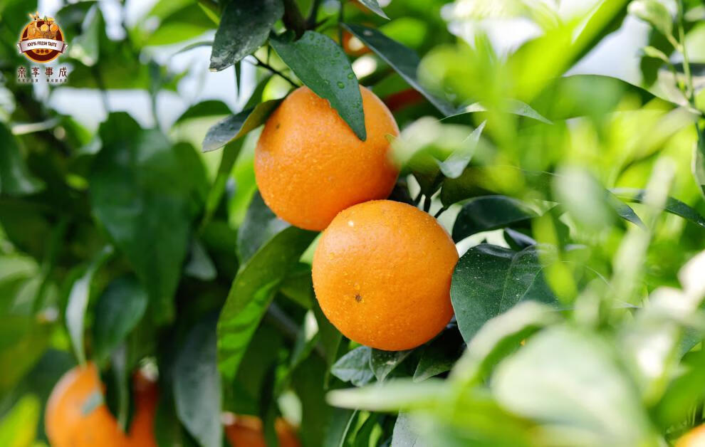 澳香橘5斤黑金礼盒一级大果12枚新鲜采广西澳香橘家庭装8斤坏果包赔5