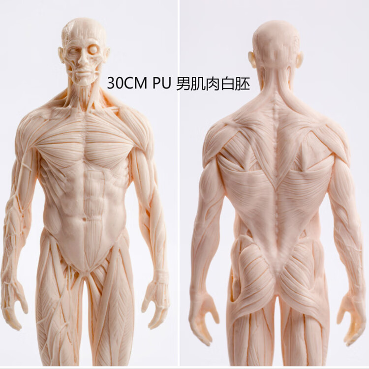 人体模型绘画绘画临摹人体雕塑人体结构参考模型肌肉骨骼模型美术白坯
