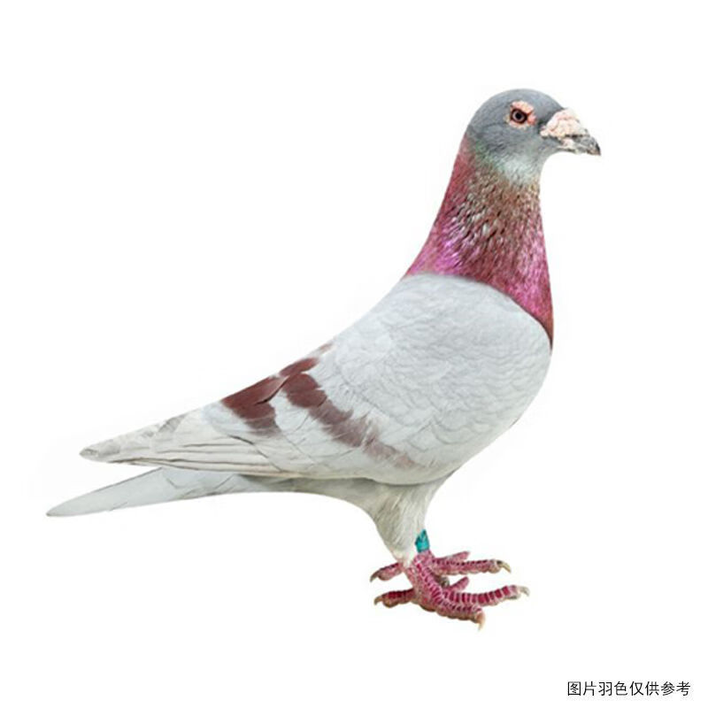 京选鸽子活体信鸽赛鸽成绩种鸽农家散养肉鸽下蛋鸽幼鸽青年鸽健康很