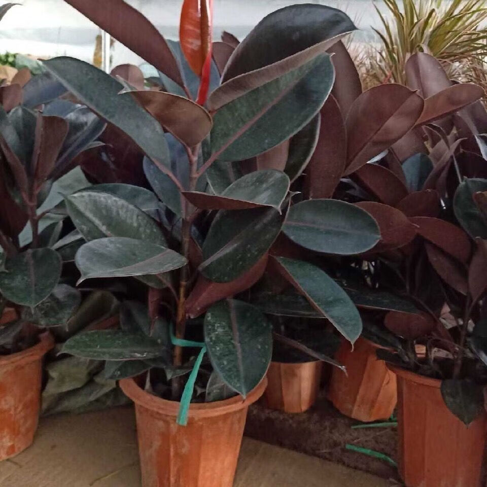 橡皮树黑金刚盆栽四季常青好养盆景花卉绿植家庭办公室进化空气4050