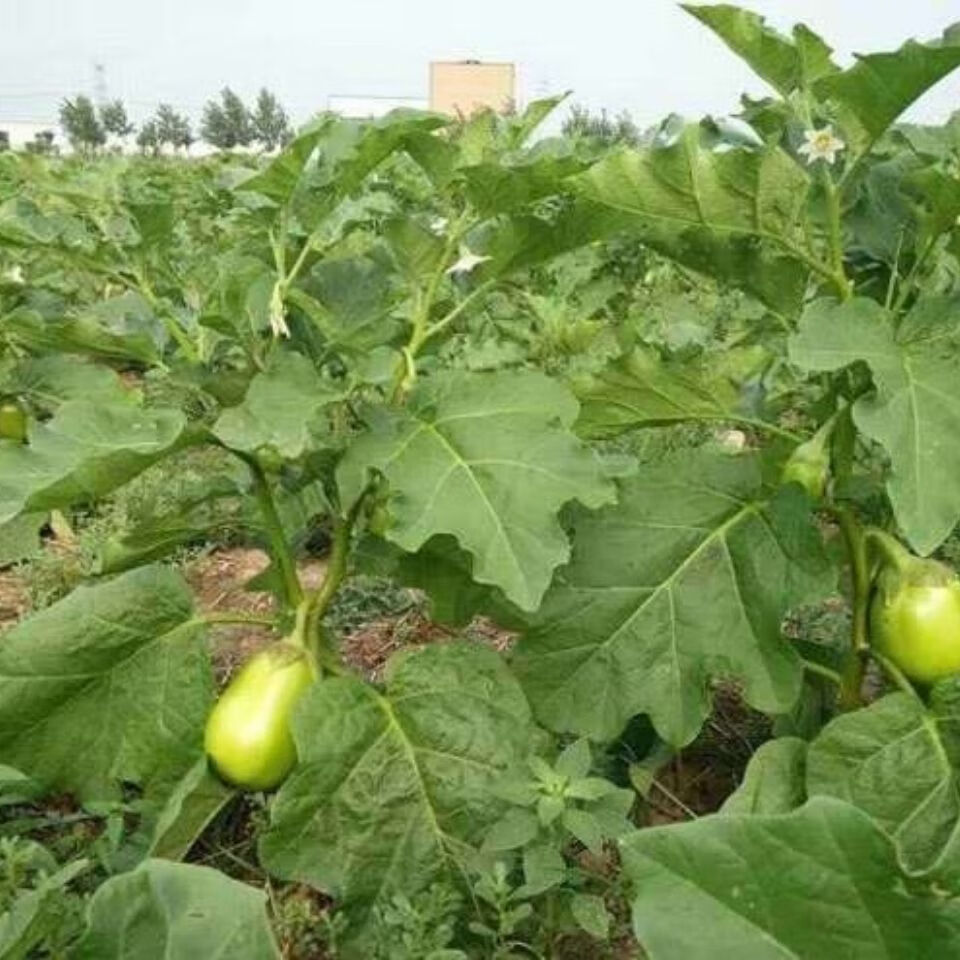 茄子新鲜河南特产青茄子原产地现摘蔬菜带箱子9293斤