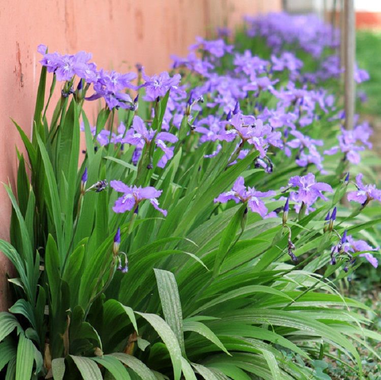 庭院别墅花园植物紫花鸢尾苗盆栽马兰花苗草本地栽多年生喜阴耐寒融暖