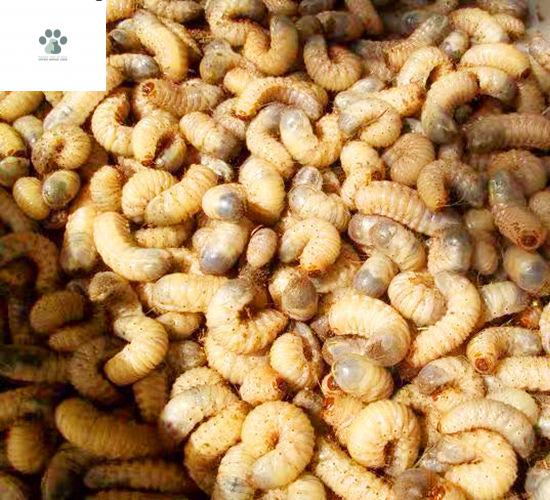 活体蛴螬钓鱼老母虫金龟子幼虫野钓白土蚕核桃虫鸡乸虫活饵虫饲料5斤