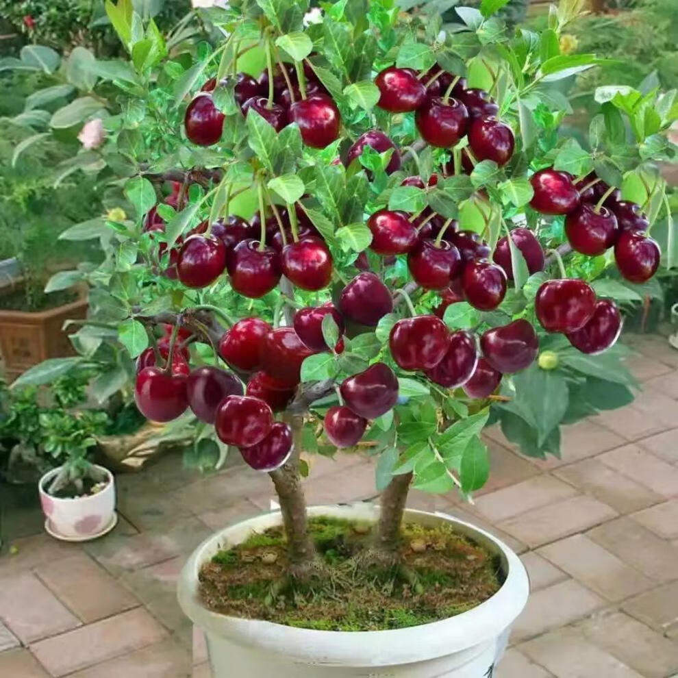 嫁接盆栽矮化樱桃树苗带盆带土带叶室内阳台南方北方耐