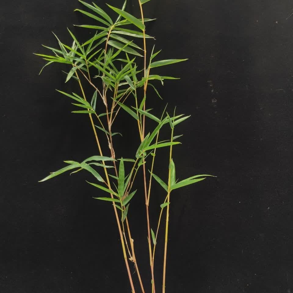 漂亮红竹盆景一红观音 基地直销直发发货 3杆小苗高约20-40cm【图片