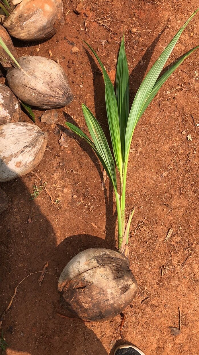 2022新 款可狄(kedi)海南椰子苗青椰绿植盆栽椰子树苗带皮带壳发货