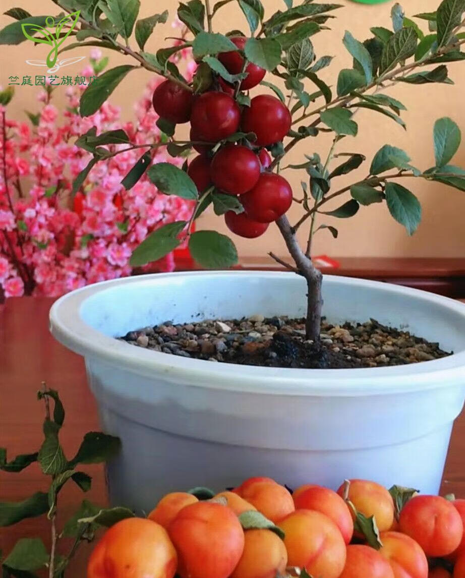 钙果盆栽种植技术图片