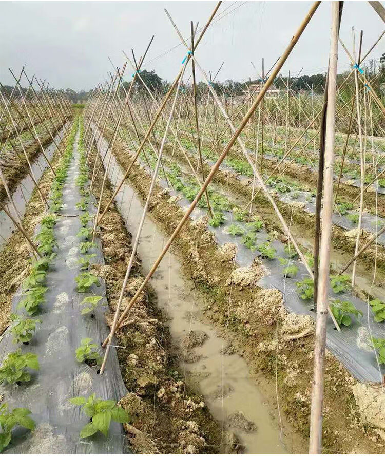 豆角网架植物爬藤网攀爬瓜网山药豆角豇豆黄瓜苦瓜丝瓜吊瓜百香果种植