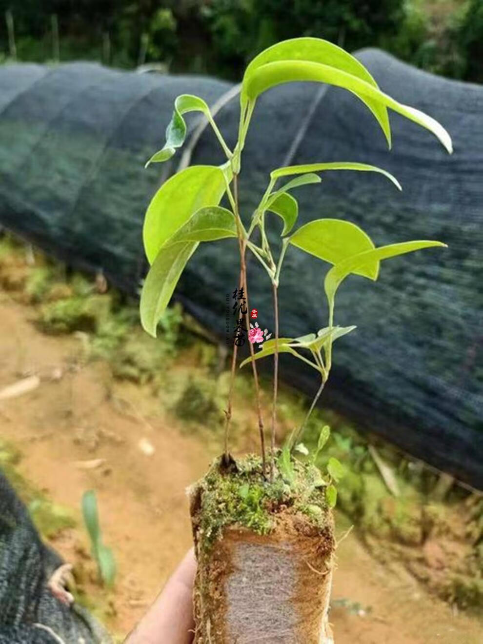 土茯苓种子种苗冷饭团硬饭头红土苓营养袋苗带泥南北种植土茯苓营养袋