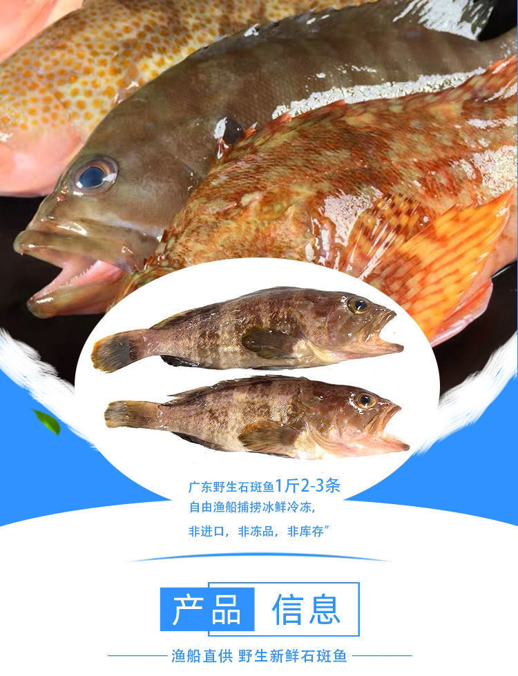 冰鮮海魚石翁魚新鮮海捕石狗公斑魚海鮮小紅斑魚石九公虎頭魚1斤裝