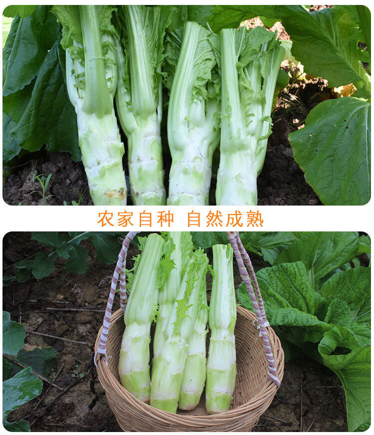 四川特产棒菜菜苔新鲜棒菜青菜头菜心芥菜脑壳菜老壳蔬菜批发新鲜棒菜