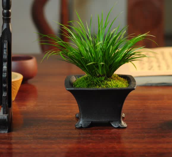 金钱菖蒲苗微型盆景黄金姬虎须菖蒲植物办公室盆栽四季常青绿植 黄金