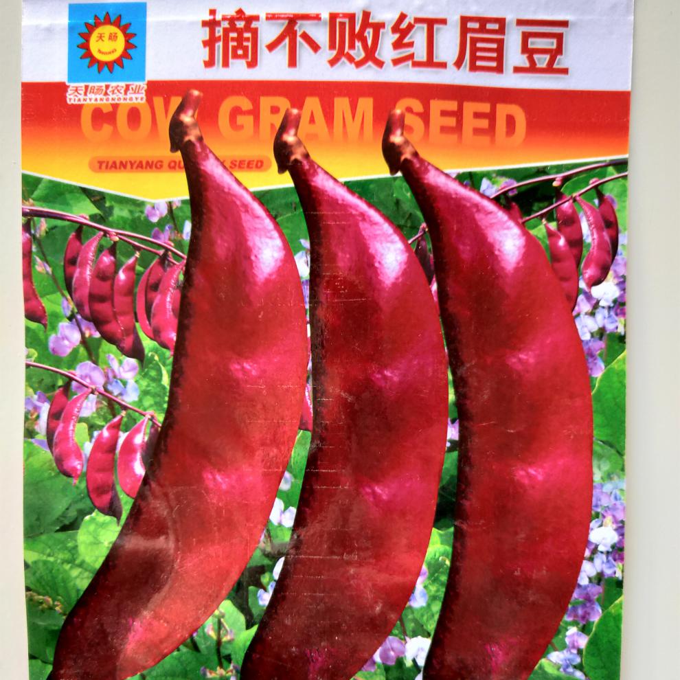 扁豆大全摘不败红眉豆种子青扁豆种籽农家南方种春四季蔬菜种孑 早生