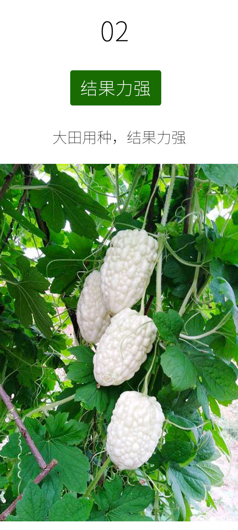 苹果苦瓜种子种籽苗秧白水果白玉特大春季盆栽四季蔬菜孑秧苗 苹果