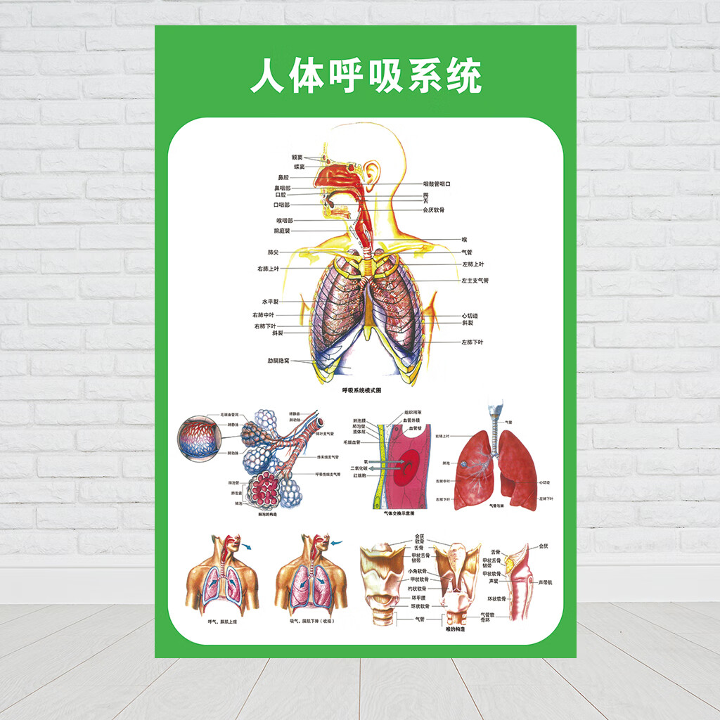 人体九大系统运动消化生殖泌尿神经解剖内脏骨骼肌肉医院医学挂图人体