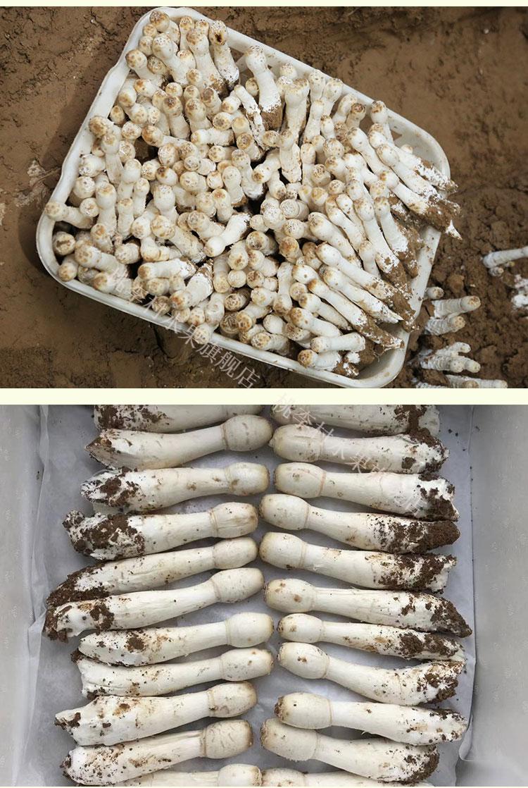 鸡腿菇食用菌带泥鲜蘑菇鸡腿蘑杏鲍菇新鲜食用菌新鲜蘑菇鲜品2斤乳