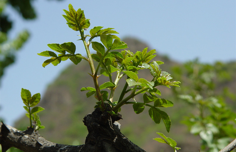 陕西韩城特产金太阳花椒芽菜辣酱香椿香菇小蒜夹馍拌饭辣椒酱花椒3