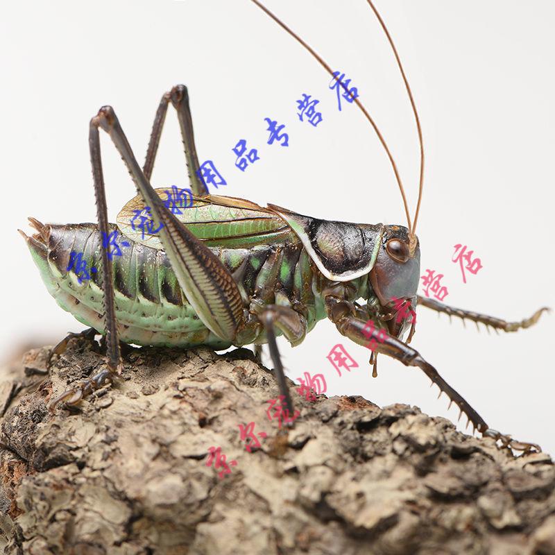 天弗鐵蟈蟈鳴蟲蟈蟈活體超大幼蟲憨叫大肚子叫鐵皮綠蟈蟈寵物 鐵皮