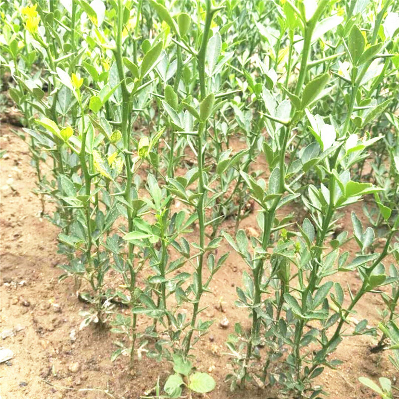 枳壳苗橙子柑桔枸橘苗嫁接庭院果园围栏护园铁篱笆刺树围墙植物 50-70