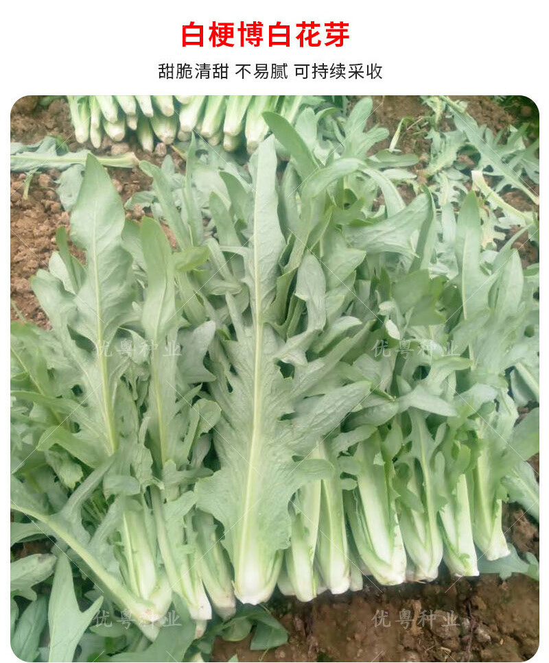 高州唛菜种子大圆叶恩平甜麦菜八甲唛种籽多枝花芽苦麻菜蔬菜种孑阳春