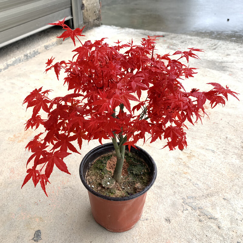 日本红枫盆景四季好养活室内桌面盆栽老桩耐寒观叶植物红舞姬树苗黄金