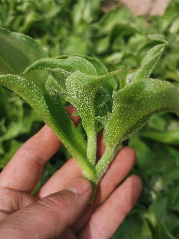 姜芮蔬菜種籽冰菜種子冰草籽種冰菜苗水晶四季菜種籽大全野菜種孑冰菜