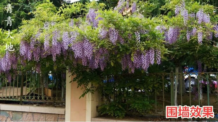 紫藤花樹苗爬藤植物庭院圍牆四季開花盆栽花苗綠植花卉藤蔓紫紫玉藤4