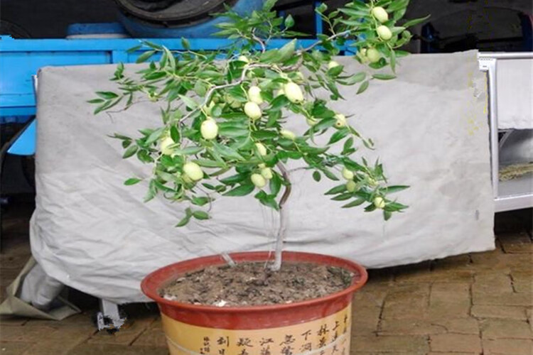 龍鬚棗樹盆栽盆景蟠龍樹樹苗南北方種植新奇植物 十公分 81cm(含)-110