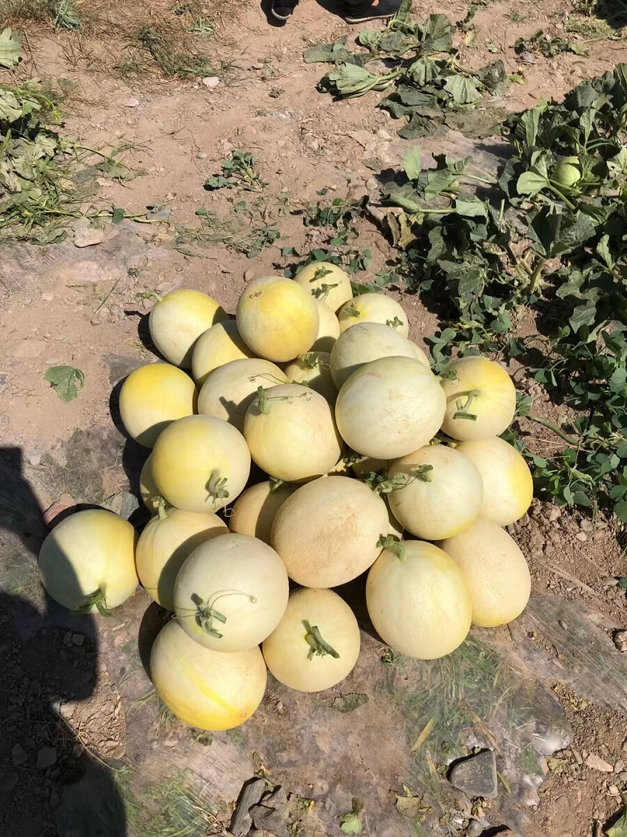 甘肃兰州白兰瓜银蒂瓜沙漠网纹蜜瓜戈壁甜瓜新鲜当季水果 10斤【图片