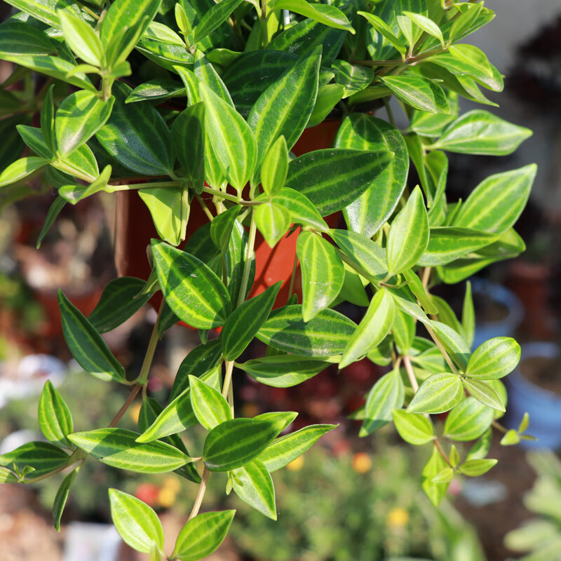 钻石翡翠盆栽吊兰植物花卉装修房室内绿植卧室书房办公室摆放钻石翡翠