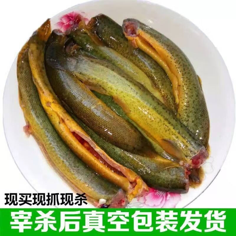泥鳅淡水活鱼大板鳅活体鱼青鳅黄鳅鱼现杀滋补炖汤老人 5斤【图片