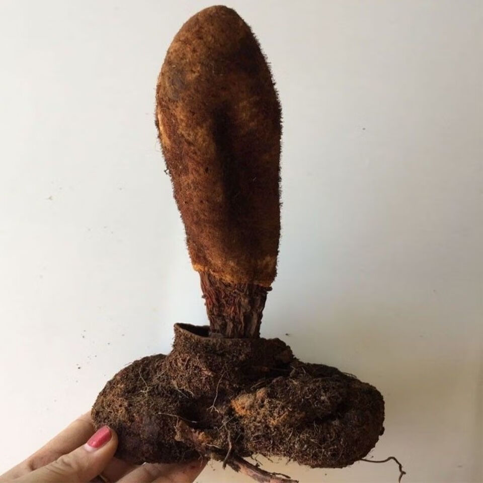 北·京同仁·堂【西藏顶天柱】续阳草 野生续阳草