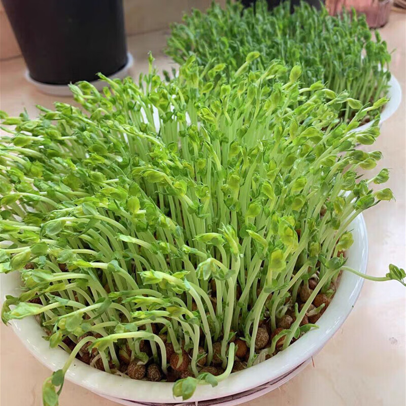 麻豌豆 生豌豆 生灰豆子 生麻豌豆 發豌豆芽 發豌豆苗 5斤【圖片 價格