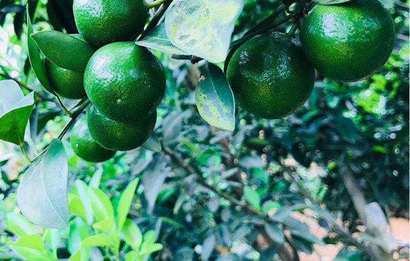 现货现发新鲜小青小柠檬5常年供应奶茶店青柠檬3斤2500g518g