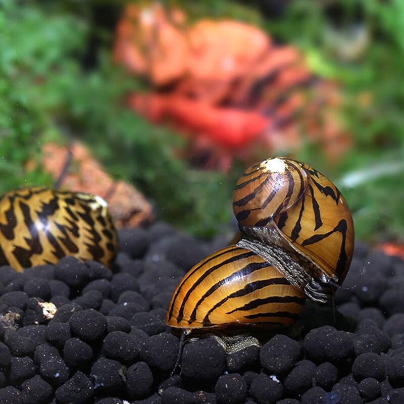 马来螺鱼缸净化清洁浴缸清洁工斑马螺苹果螺甜筒螺包损可繁殖斑马螺3