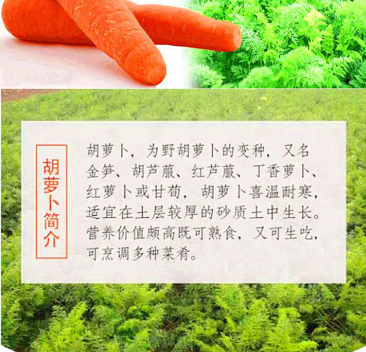 赤卉胡萝卜的种子农家高产萝卜籽种子夏季秋季易播种胡萝卜籽蔬菜种孑