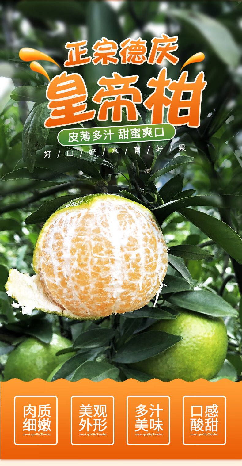 正宗德庆皇帝柑新鲜贡柑桔子橘子当季现摘水果黄帝柑510斤顺丰93斤