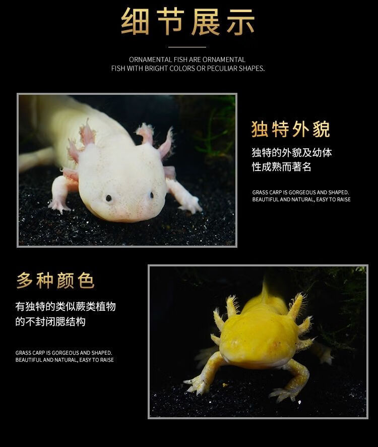 顺丰金鱼活体六角恐龙鱼淡水冷水鱼缸观赏鱼蝾螈霸王龙鱼cmaos811厘米