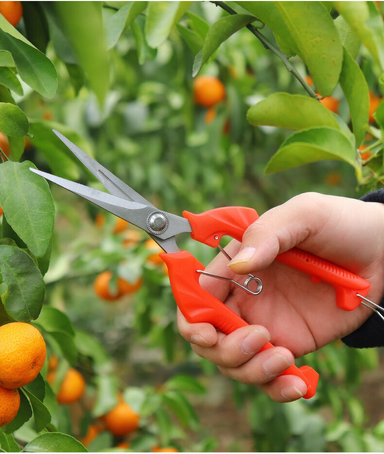 摘果剪采摘花椒剪子修摘果神器修剪葡萄水果专用蔬果剪刀工具 612小号