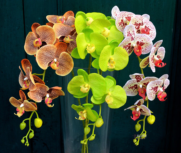 高档蝴蝶兰仿真花单支3d打印手感保湿兰花过胶手感假花装饰花婚庆样板