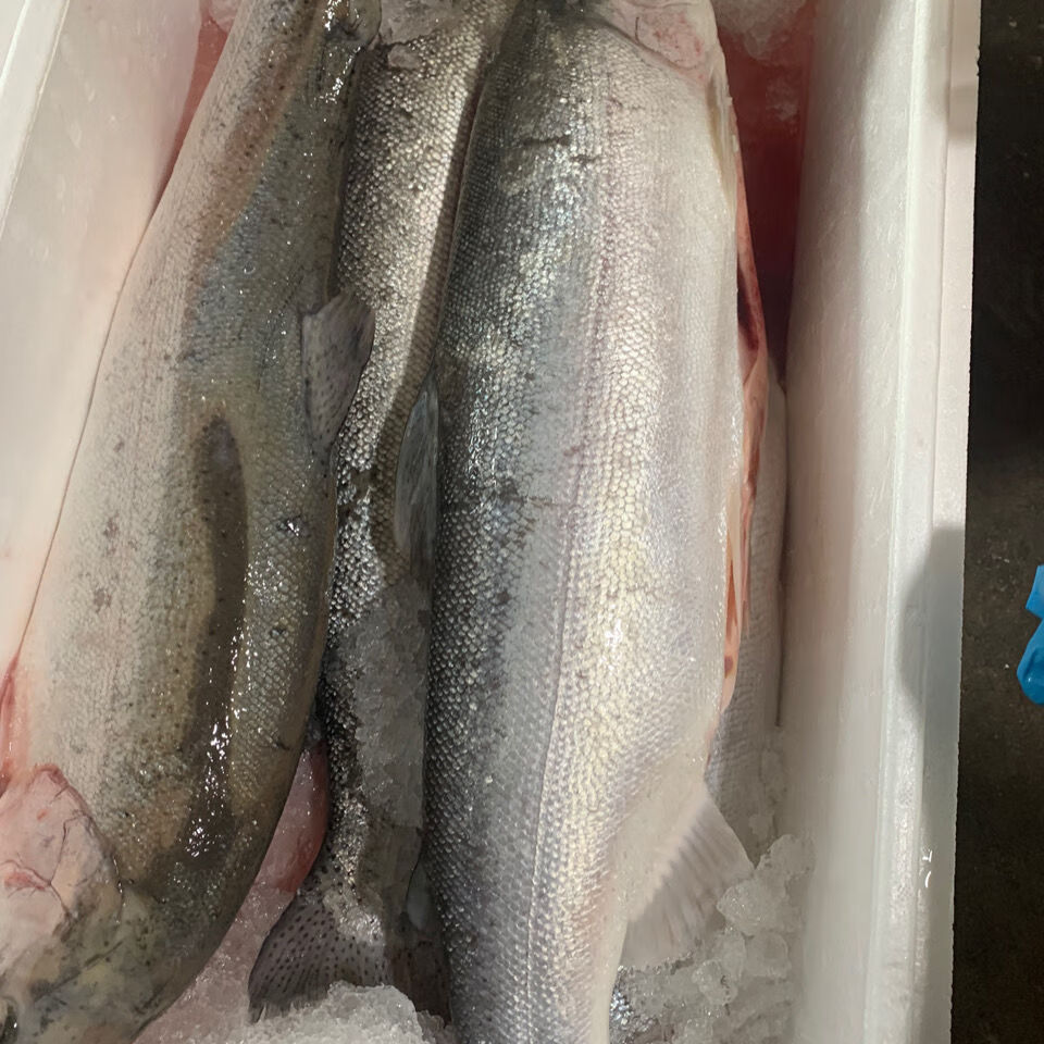 整条三文鱼三文鱼一条开完肚4斤到6斤开片拔刺开片去皮去刺六斤左右