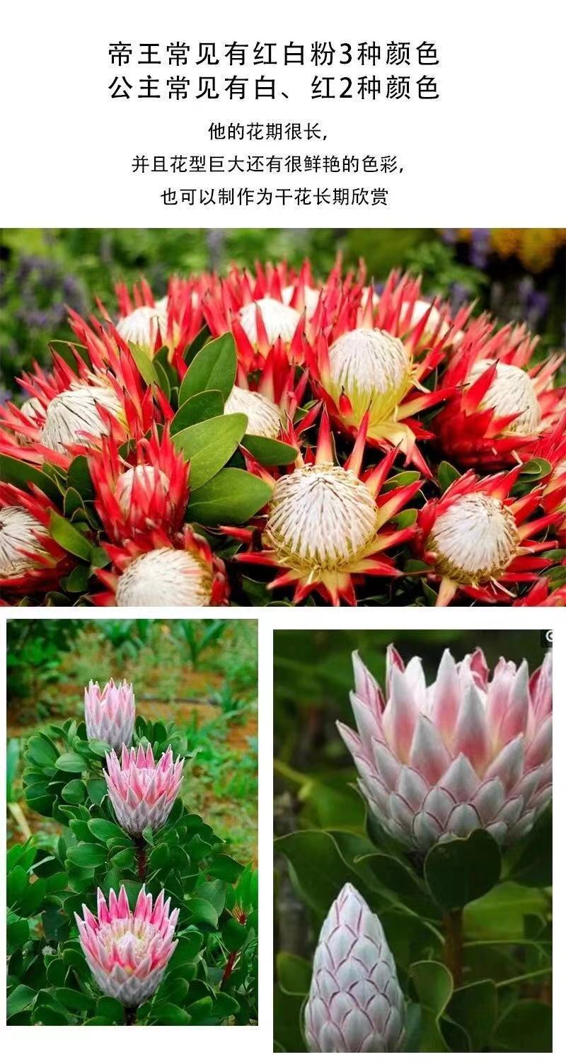 高端进口花公主花鲜花花束婚庆用花家庭办公室商务水养插画小公主红色