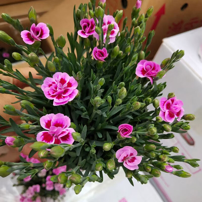 德骊嘉进口初吻康乃馨盆栽花苗带花苞室内客厅阳台四季花卉植物红色系