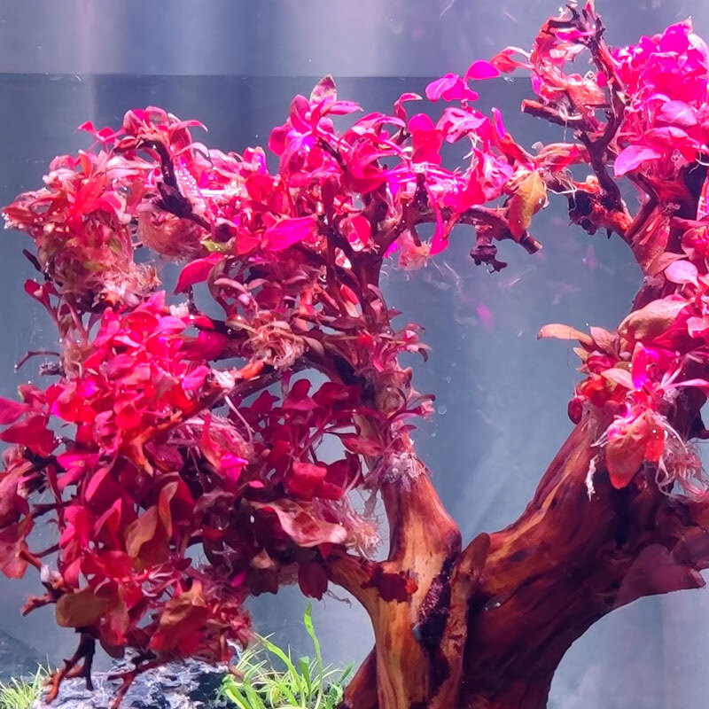 丹麦红玫瑰水草 迷你血心兰水草前景中景沉木造景无菌杯草缸红树景