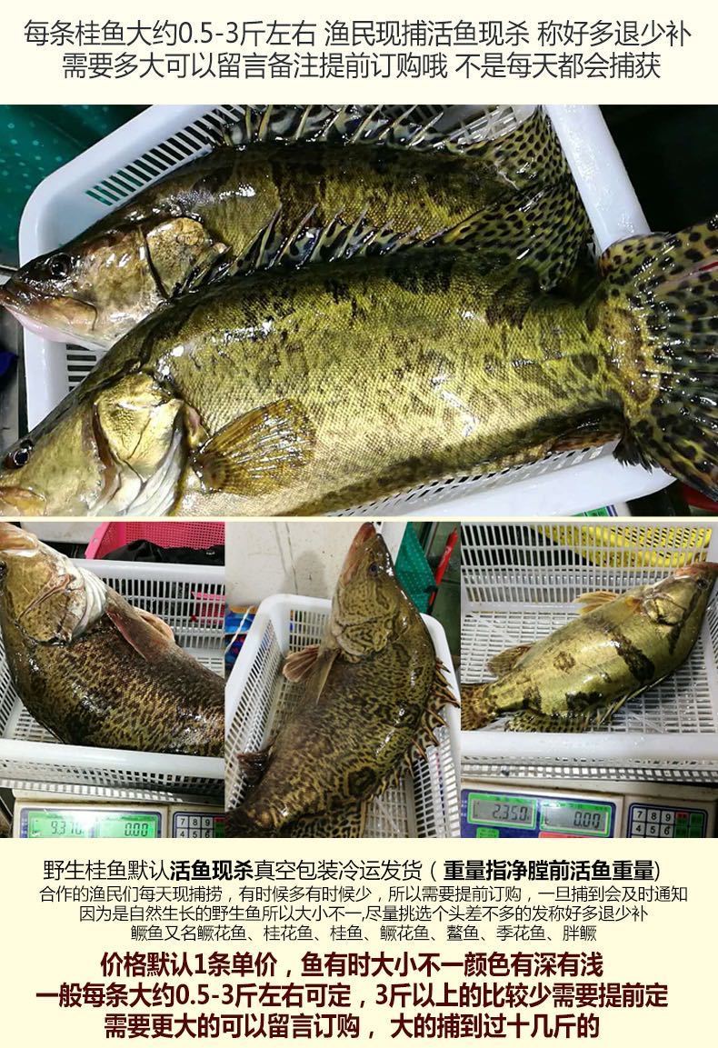 花鱼桂花鱼季花鱼 鲜活现杀 康胜谊 一斤左右一条 两条装【图片 价格