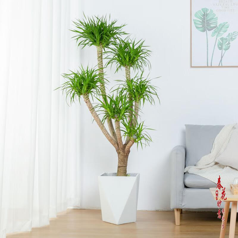 龙血树大型植物室内绿植多头老桩造型龙须树盆栽大网红植物老桩多头高