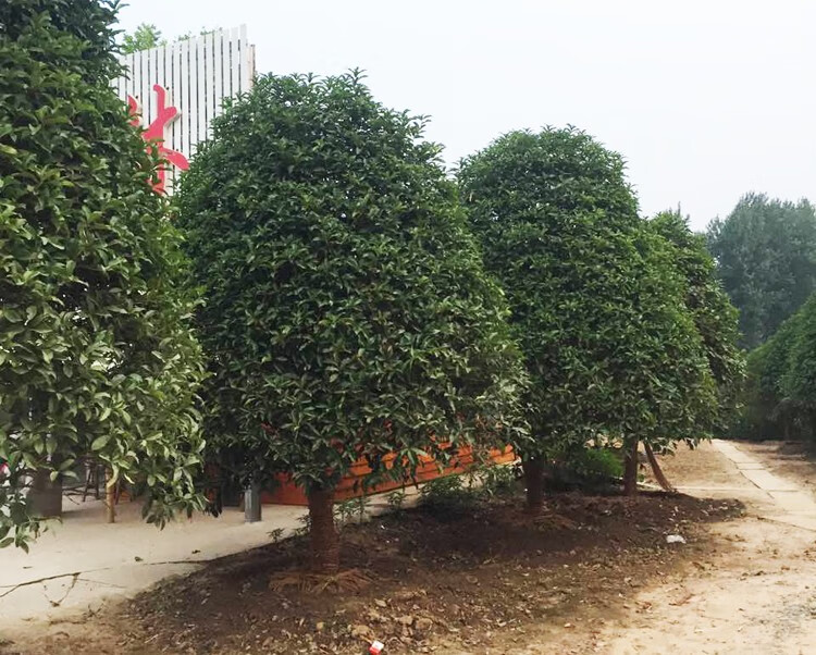 云仓发货桂花树苗四季桂庭院绿植花卉盆栽原生地栽植物庭院室内浓香型
