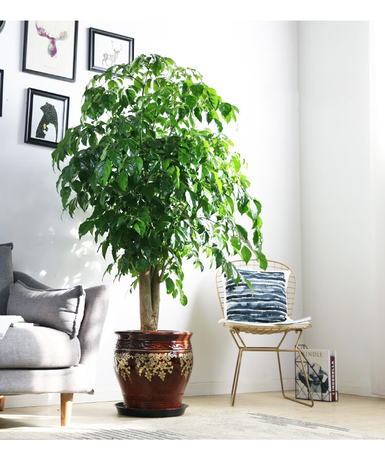 大号老桩单杆幸福树绿宝客厅居家办公室大型四季常绿植物落地盆栽